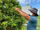 TP.HCM: Làng nghề hoa kiểng rục rịch cho mùa hoa Tết