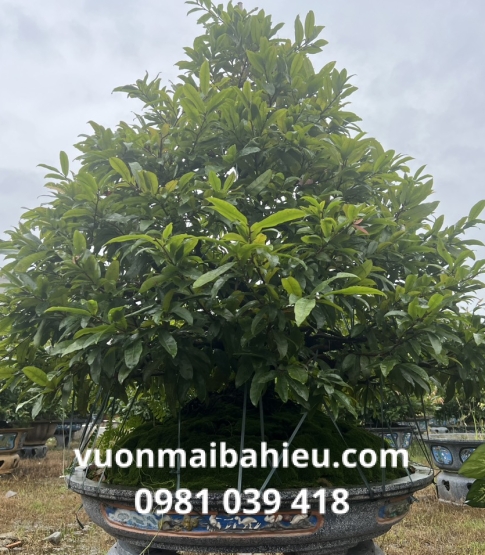 MAI TỰ NHIÊN 1