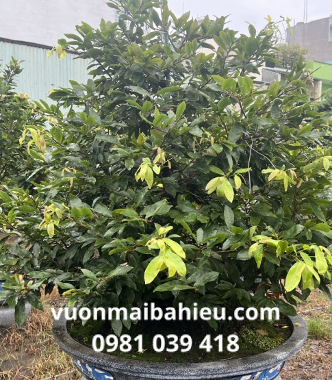 MAI TỰ NHIÊN 3