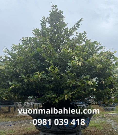 MAI TỰ NHIÊN 1