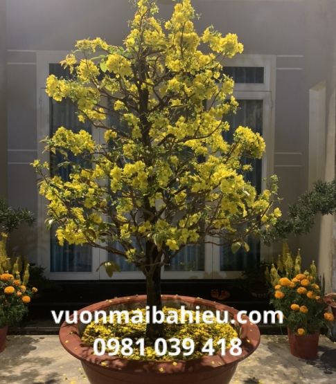 MAI GHÉP THỦ ĐỨC