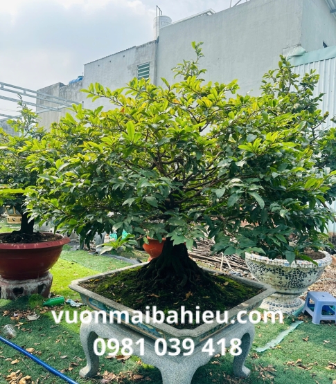 MAI GHÉP TẠI VƯỜN SỐ 1