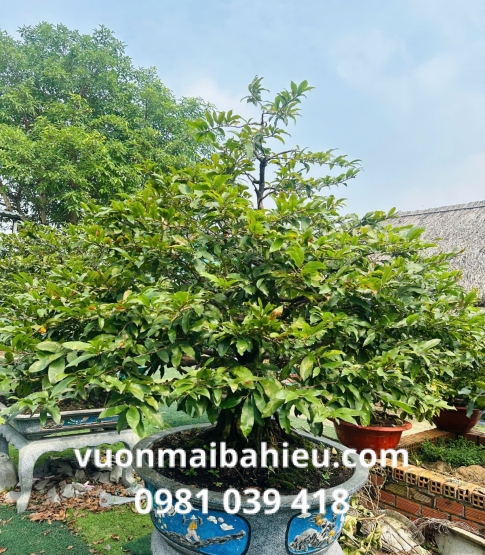 MAI GHÉP TẠI VƯỜN SỐ 10