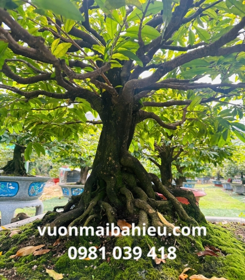 MAI GHÉP TẠI VƯỜN SỐ 11