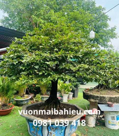 MAI GHÉP TẠI VƯỜN SỐ 13