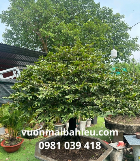 MAI GHÉP TẠI VƯỜN SỐ 15