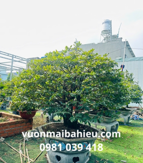 MAI GHÉP TẠI VƯỜN SỐ 16