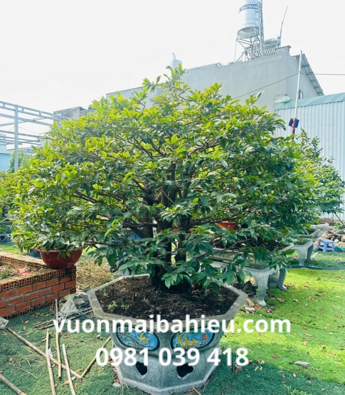 MAI GHÉP TẠI VƯỜN SỐ 17