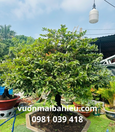 MAI GHÉP TẠI VƯỜN SỐ 2