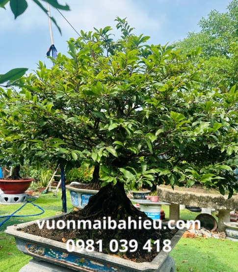 MAI GHÉP TẠI VƯỜN SỐ 3