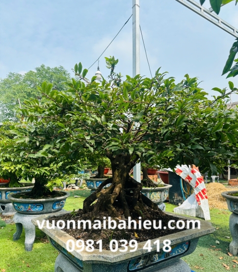 MAI GHÉP TẠI VƯỜN SỐ 4