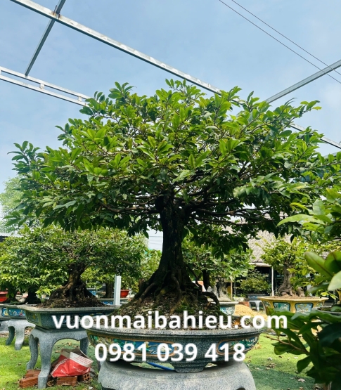 MAI GHÉP TẠI VƯỜN SỐ 5