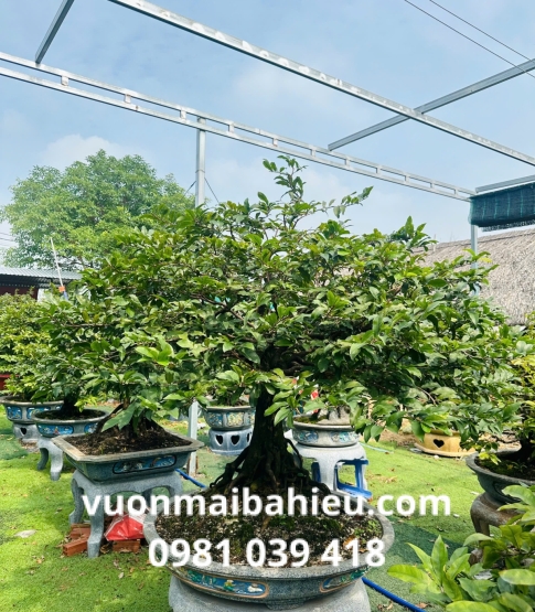 MAI GHÉP TẠI VƯỜN SỐ 7
