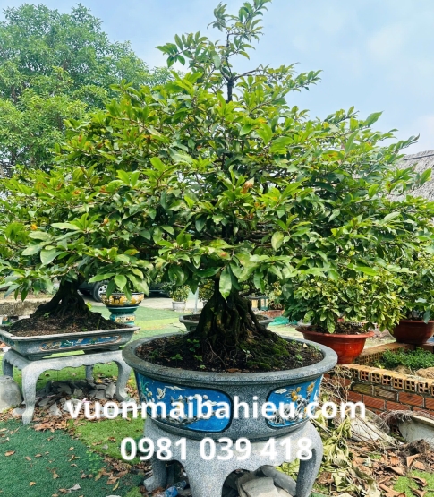 MAI GHÉP TẠI VƯỜN SỐ 8