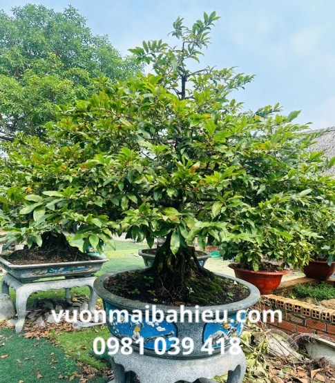 MAI GHÉP TẠI VƯỜN SỐ 9