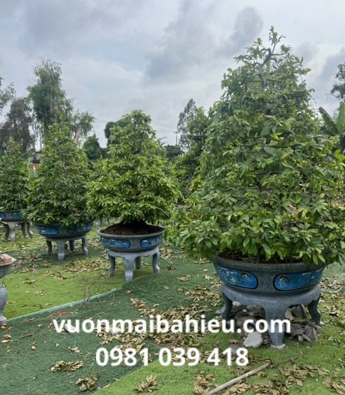 MAI TỰ NHIÊN TẠI VƯỜN BA HIẾU