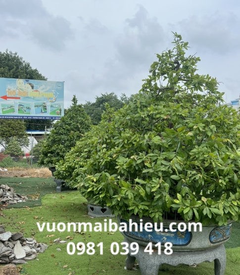MAI TỰ NHIÊN TẠI VƯỜN BA HIẾU