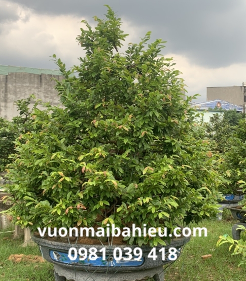 MAI TỰ NHIÊN 02