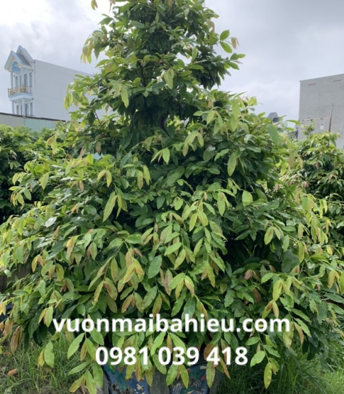 MAI TỰ NHIÊN 24