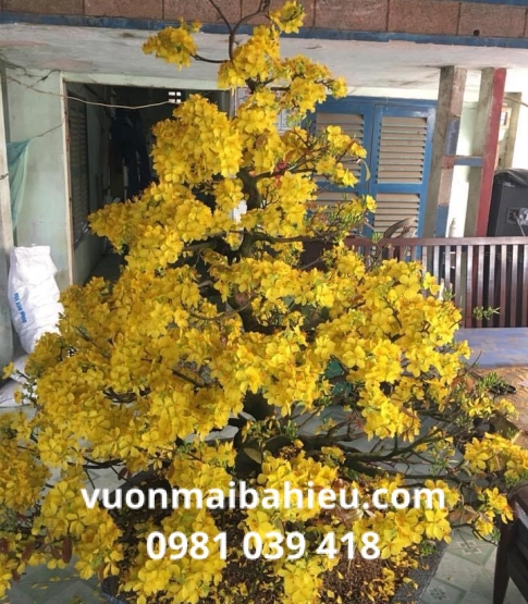 MAI TRỔ BÔNG NGÀY TẾT