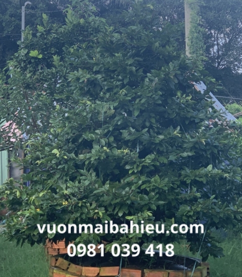 MAI TỰ NHIÊN 22