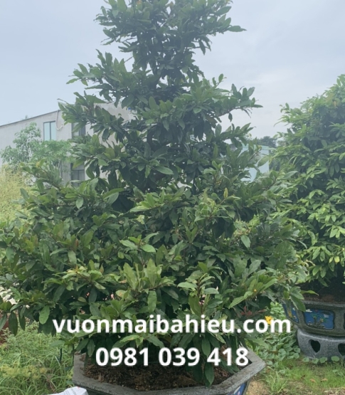 MAI TỰ NHIÊN 21