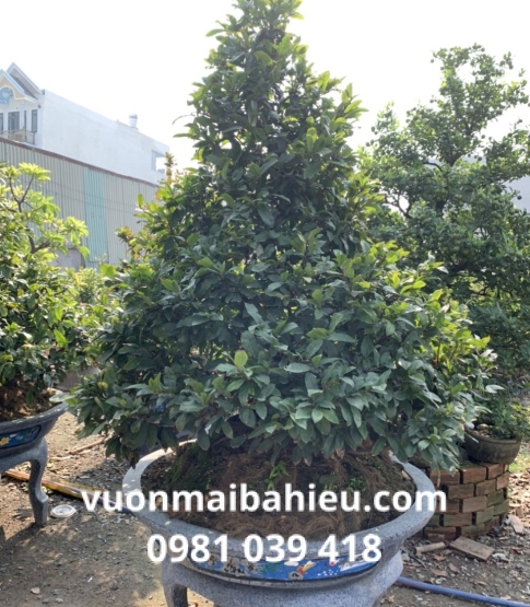 MAI TỰ NHIÊN 006