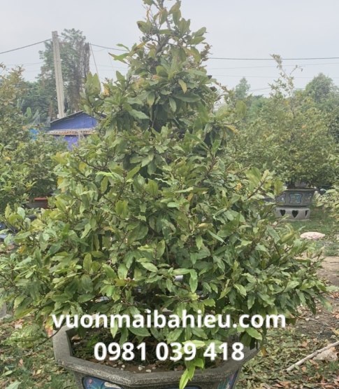 MAI TỰ NHIÊN 008