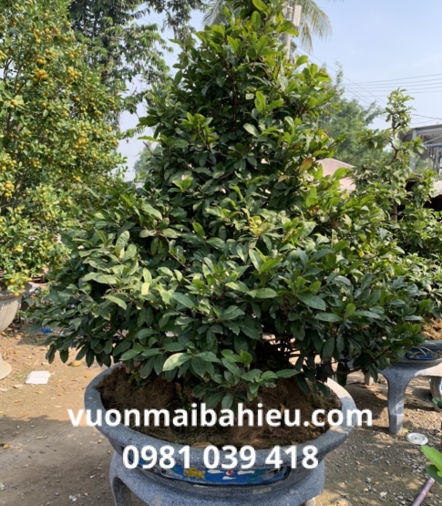 MAI TỰ NHIÊN 004