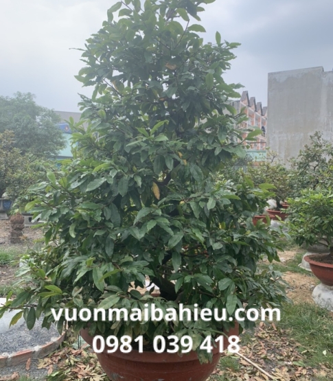 MAI TỰ NHIÊN 005