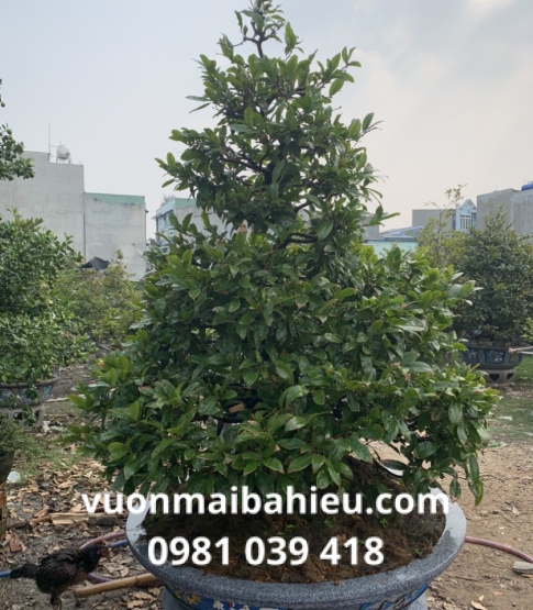 MAI TỰ NHIÊN 09