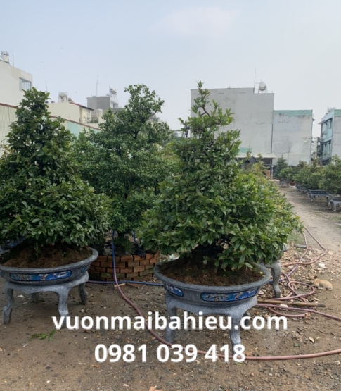 MAI TỰ NHIÊN 24