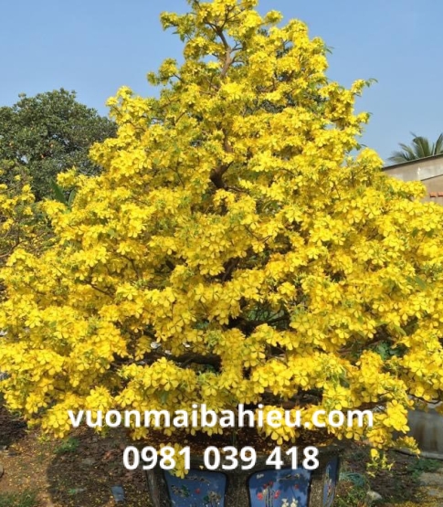 MAI VÀNG TỰ NHIÊN