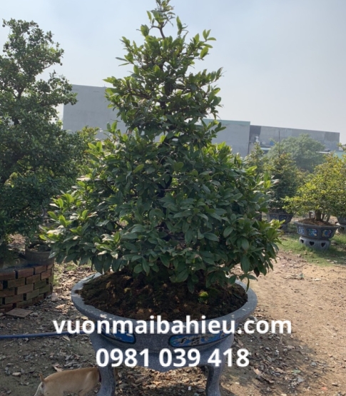 MAI TỰ NHIÊN 007