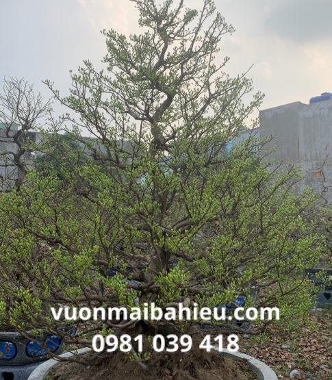 MAI TỰ NHIÊN 06