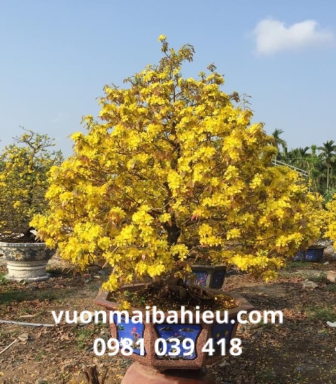 MAI TỰ NHIÊN 09