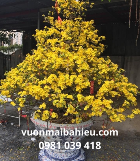 MAI TỰ NHIÊN 10