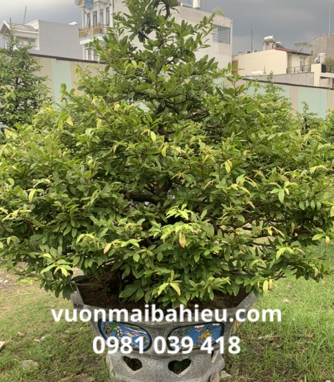 MAI TỰ NHIÊN 04