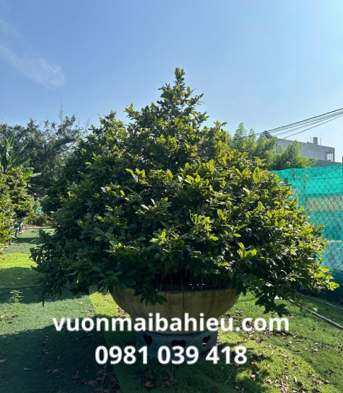 MAI TỰ NHIÊN SỐ 1