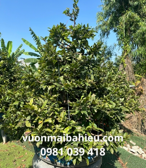 MAI TỰ NHIÊN SỐ 11
