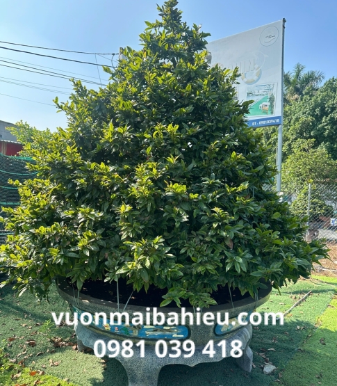 MAI TỰ NHIÊN SỐ 12
