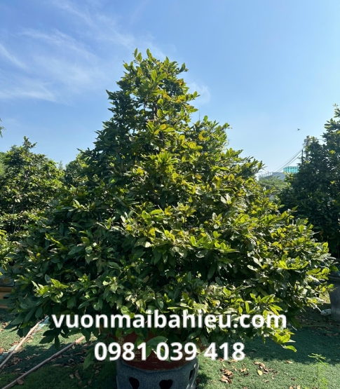 MAI TỰ NHIÊN SỐ 14