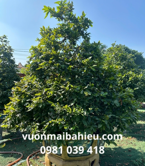 MAI TỰ NHIÊN SỐ 16