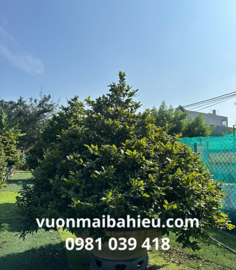 MAI TỰ NHIÊN SỐ 2