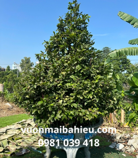MAI TỰ NHIÊN SỐ 3