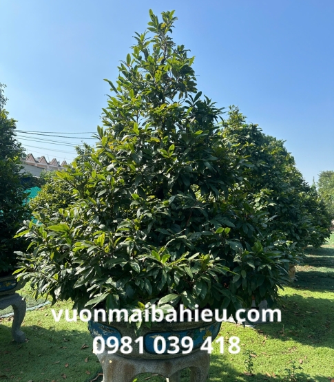MAI TỰ NHIÊN SỐ 5