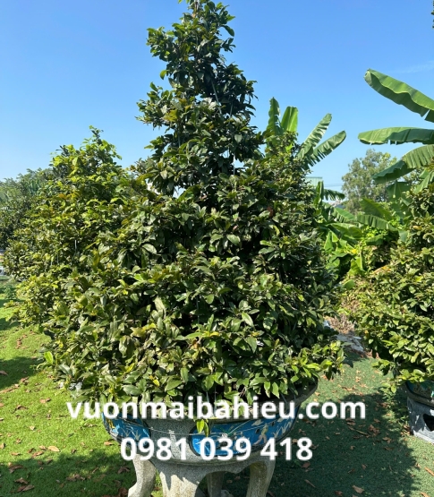 MAI TỰ NHIÊN SỐ 8